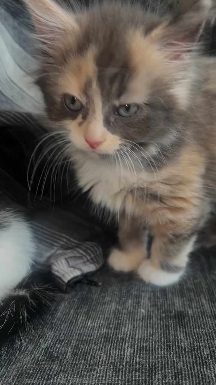 British Longhair cats for sale: Cute & fluffy British longhair kitten (leave soon) - Video 3