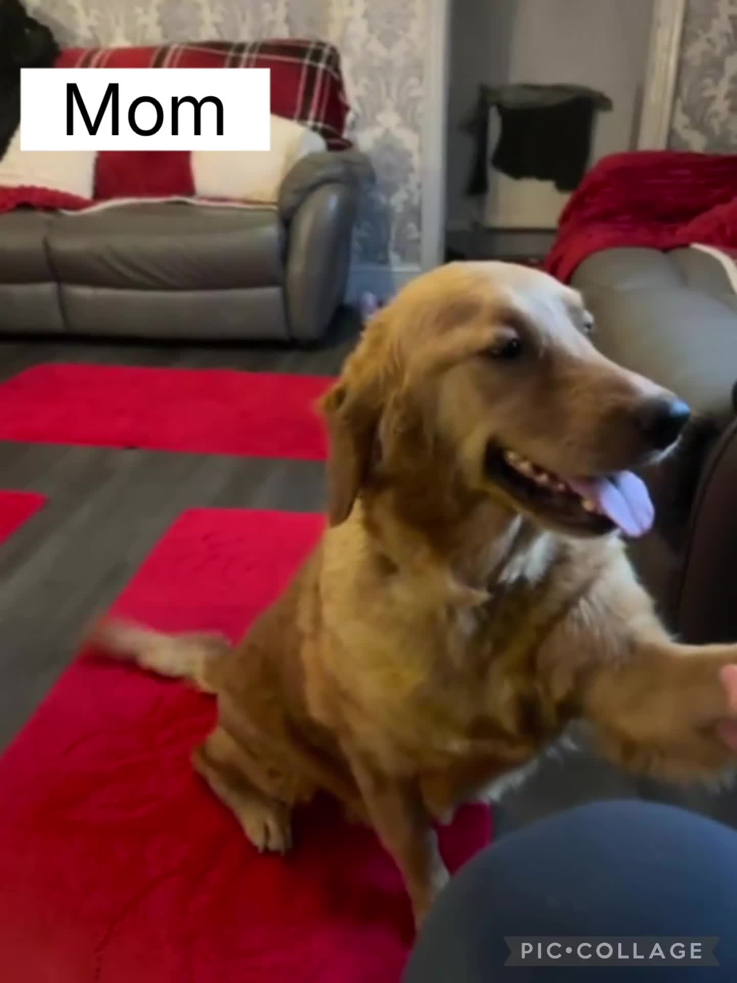 Golden Retriever dogs for sale: Adorable golden retriever puppies (ready 7th Jan! - Video 5