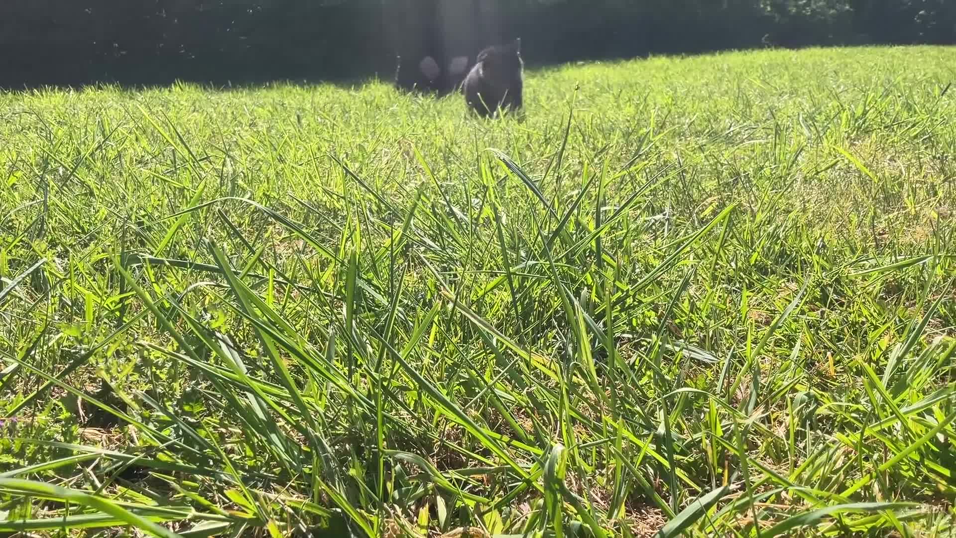 German Shepherd dogs for sale: Quality Litter of GSD (All has now been reserved) - Video 1