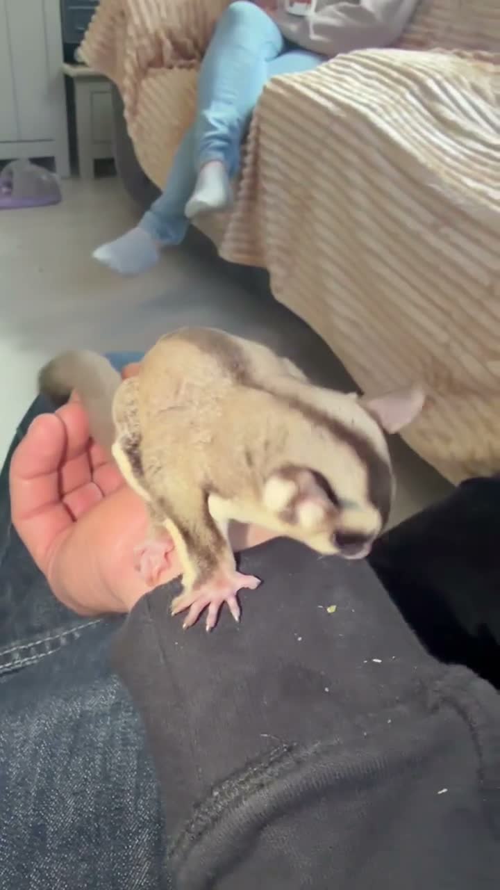 Mixed Breed reptiles for sale: Unrelated breeding pair sugar gliders  - Video 1