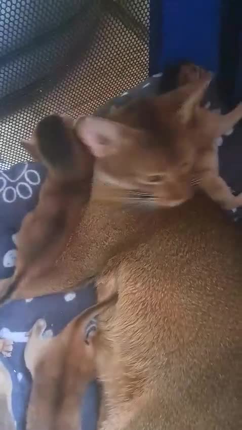 Abyssinian cats for sale: 5⭐️ TICA Pedigree Abyssinian Kittens - Video 1