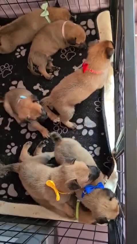 Belgian Shepherd Dog dogs for sale: Belgian malinois puppies  - Video 1