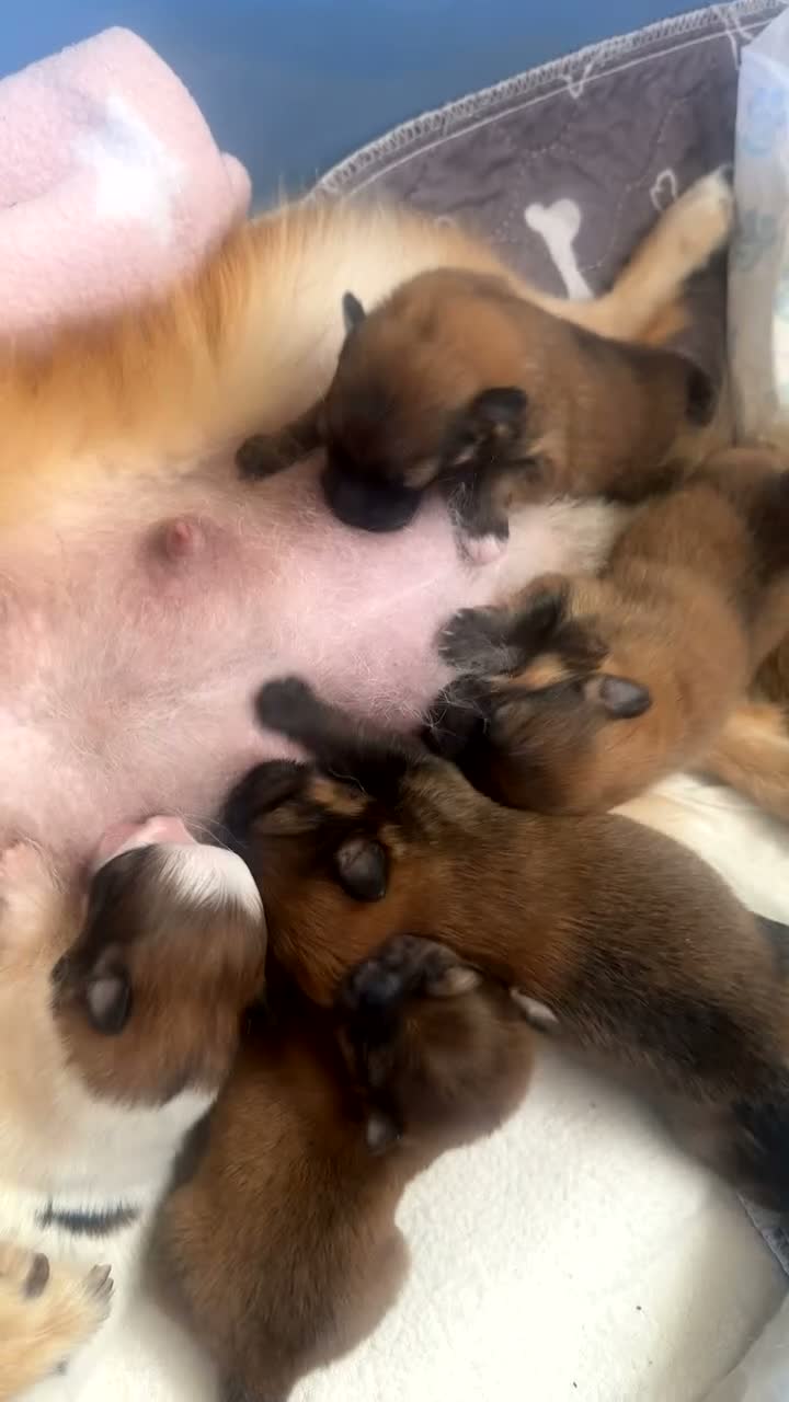 Pomeranian dogs for sale: 🐾 5 Pom Puppies Looking for Their Forever Homes  in Plymouth - Video 1