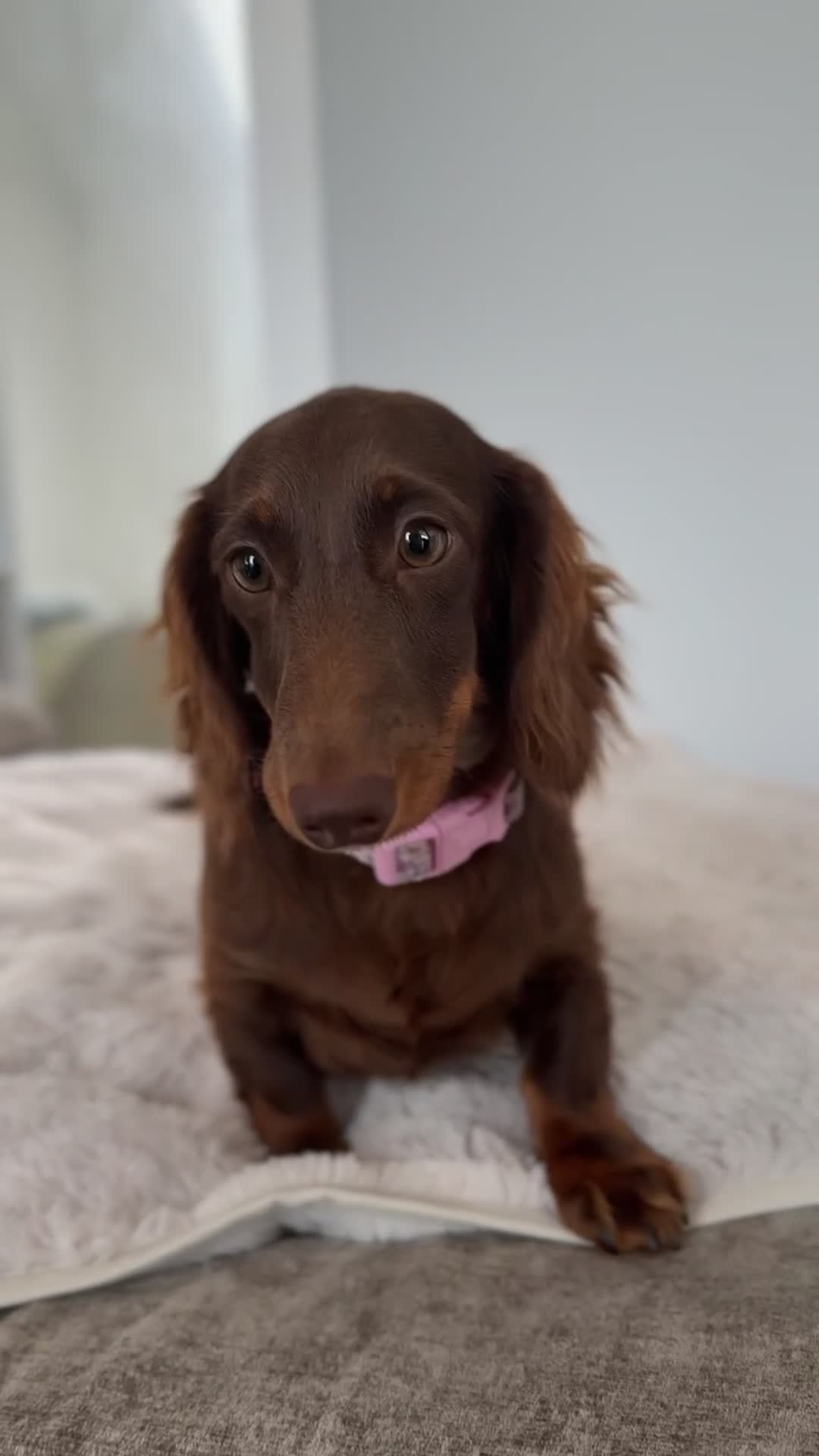 Miniature Dachshund dogs for sale: ⭐️KC Registered long-haired miniature dachshund⭐️ - Video 1