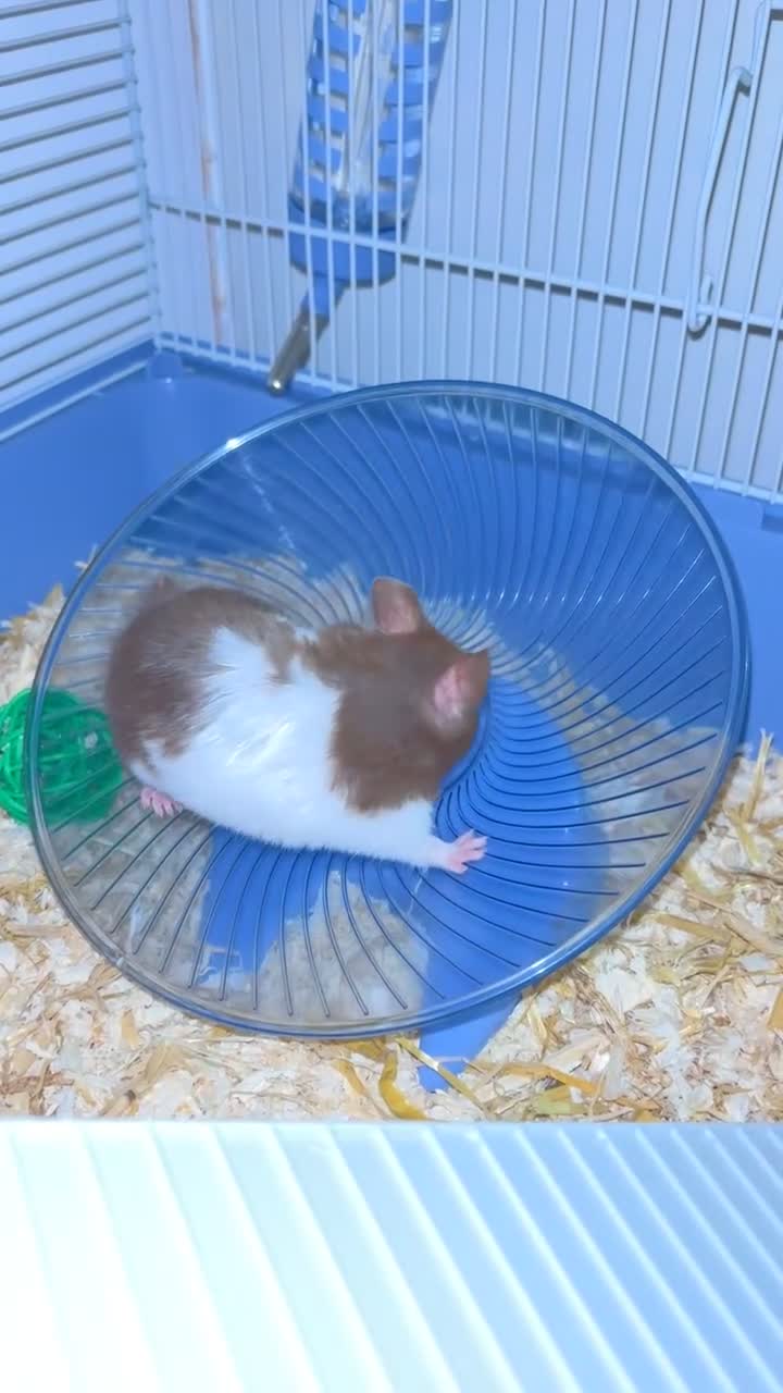 Hamster rodents for sale: Hamster come with cage and food and more - Video 2