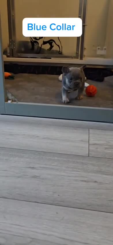 French Bulldog dogs for sale: Last 1 available,New shade Isabella French bulldog - Video 1