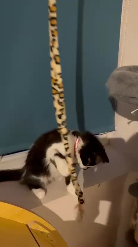 Mixed Breed cats for sale: Norwegian Forest X Ragdoll  - Video 1