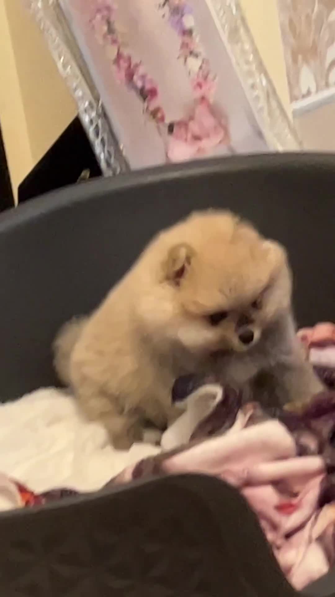 Pomeranian dogs for sale: Kc Registered Pomeranian Pups - Video 2