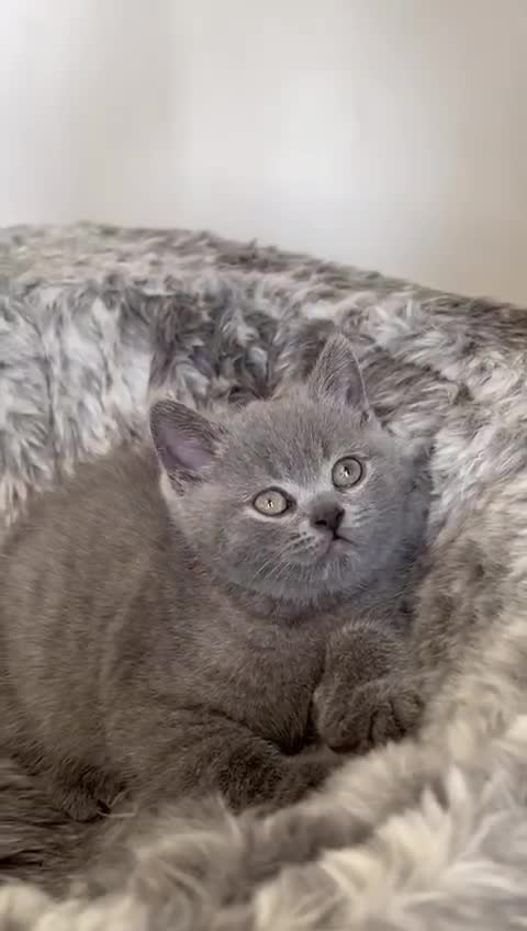 Scottish Fold cats for sale: Scottish Straight, Blue.  - Video 1