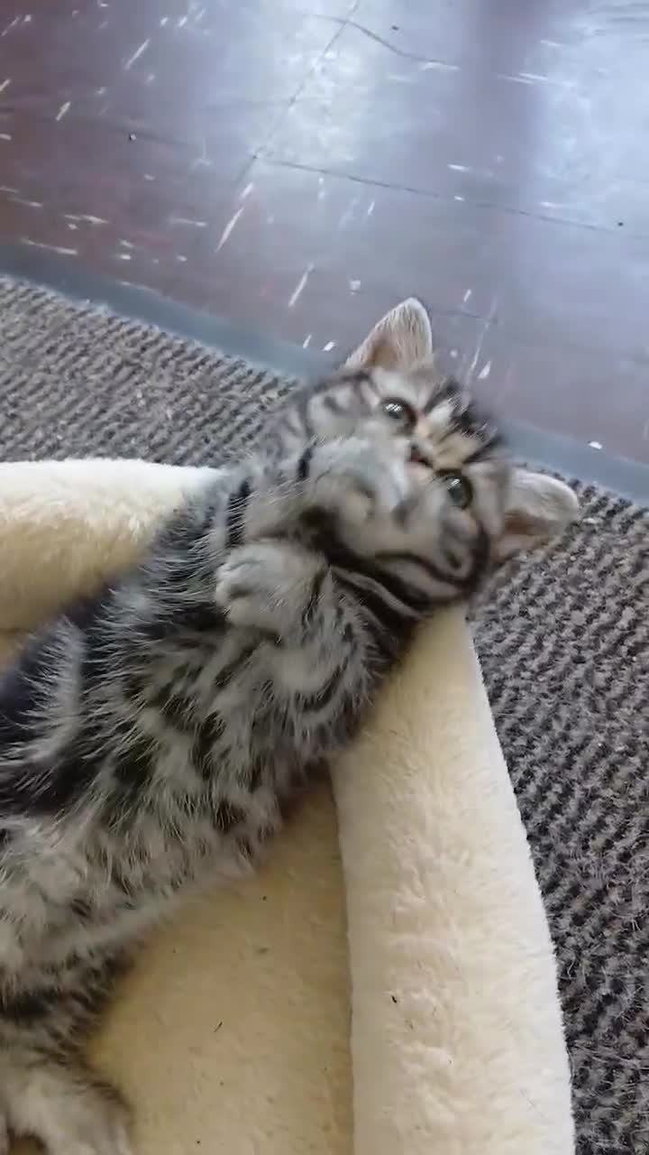 British Shorthair cats for sale: Bsh. Silver clasic tabby . - Video 1