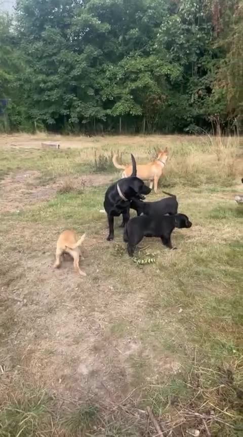 Mixed Breed dogs for sale: Beautiful puppies for sale  - Video 2