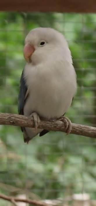 Lovebirds birds for sale: Bonded pair of lovebirds  in Tamworth - Video 1