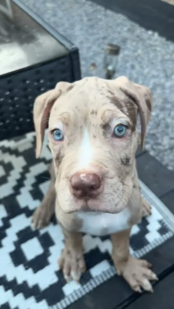Mixed Breed dogs for sale: Cane corso x bandog  - Video 1