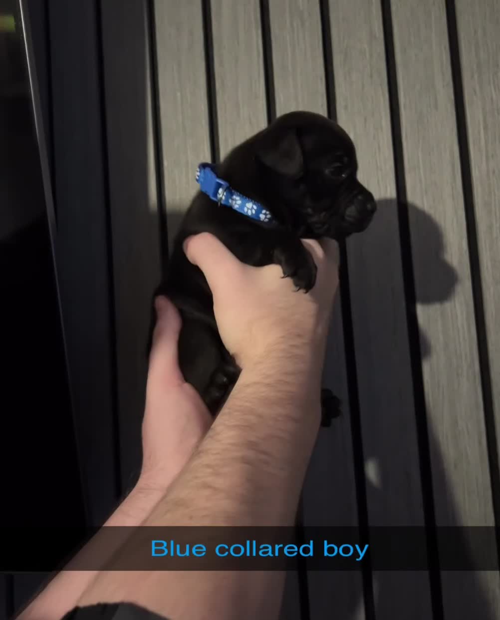 Staffordshire Bull Terrier dogs for sale: KC CHAMPION LINES STAFFORDSHIRE BULL TERRIER PUPS  - Video 5