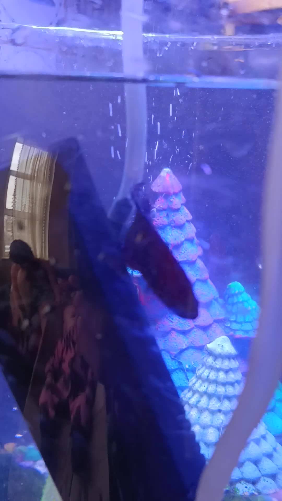 Bettas fish for sale: Purple Betta, 4 Corydoras, Catfish and Apple snail - Video 3