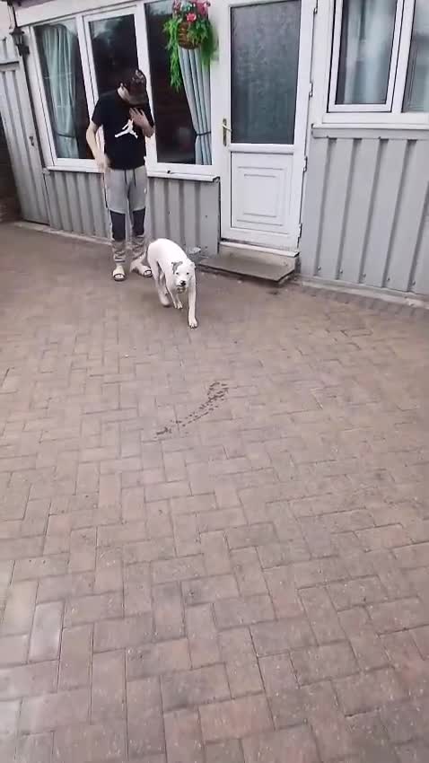 American Bulldog dogs for sale: American bulldog puppy in Barnsley - Video 1