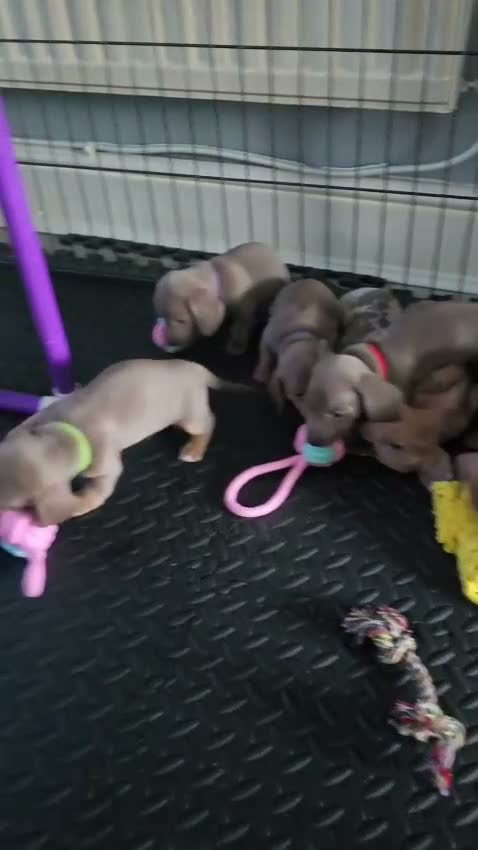 Miniature Dachshund dogs for sale: Pedigree Smooth Coat Miniature Dachshund - Video 3