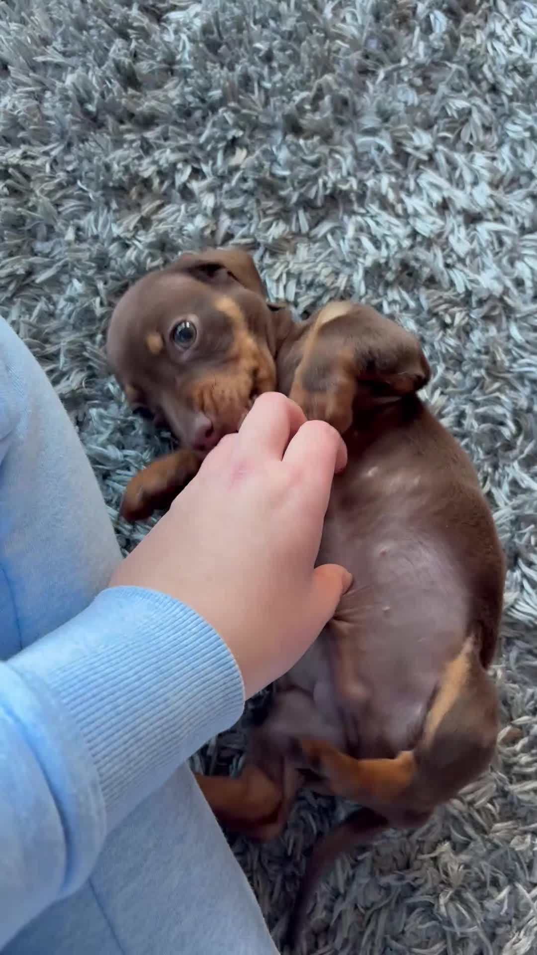 Dachshund dogs for sale: Dachshund puppy for sale  - Video 1