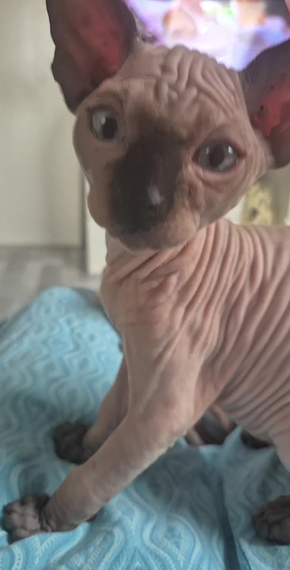 Sphynx cats for sale: Blue eye's chocolate black point  - Video 1
