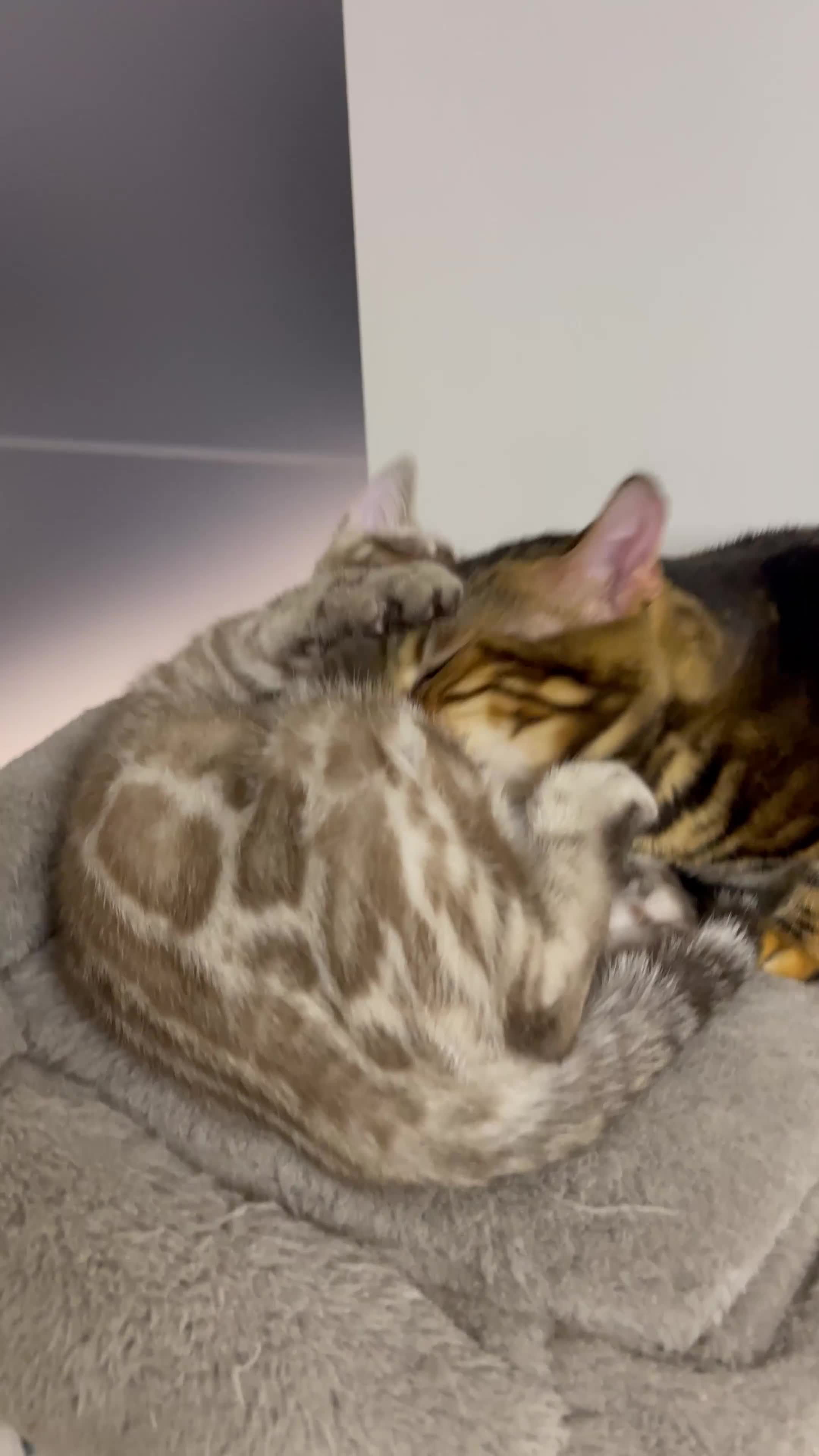 Bengal cats for sale: 🏡Stunning Tica registered Bengal Kittens  🐾 - Video 5