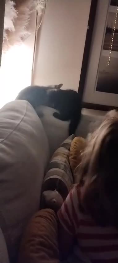 Mixed Breed cats for sale: Gorgeous Black Kitten - Video 1