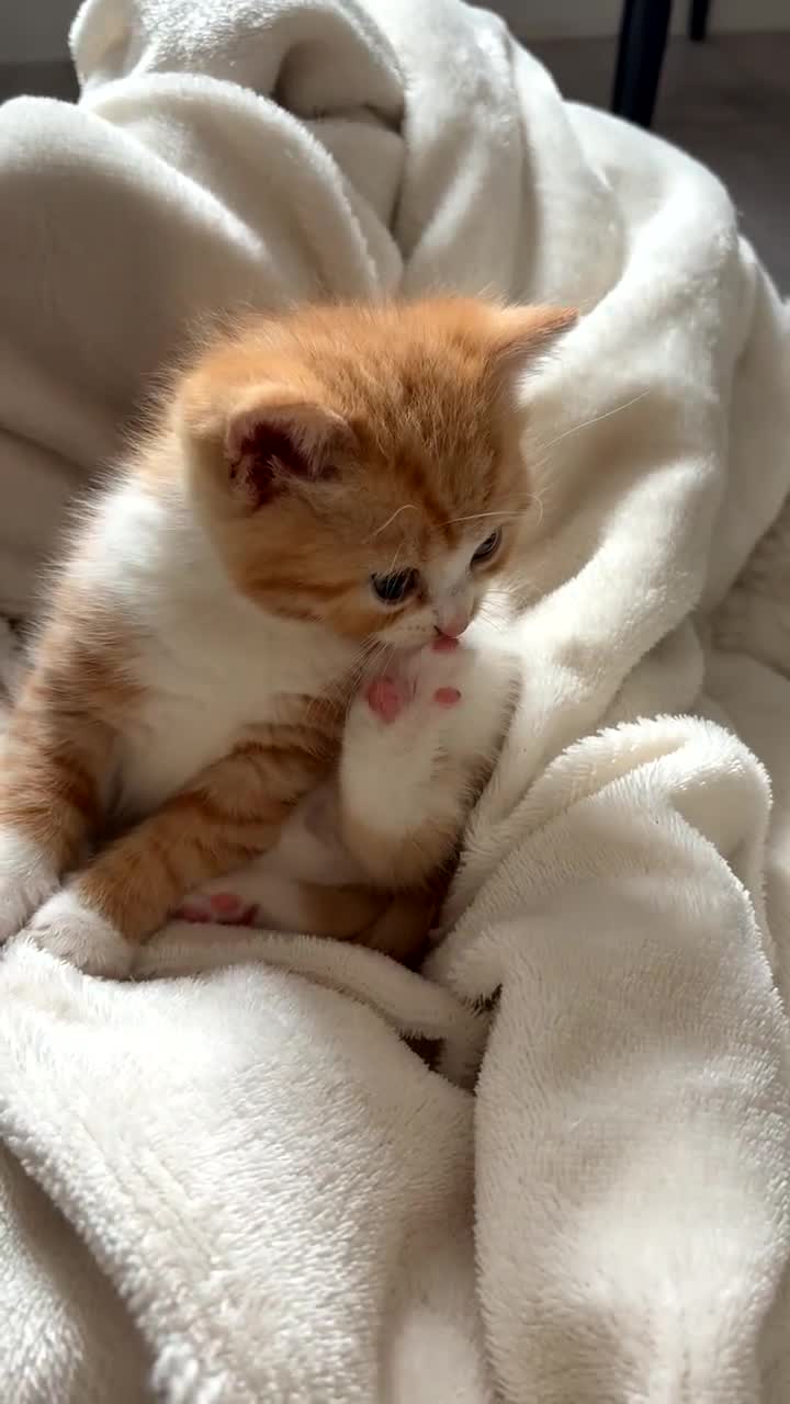 Persian cats for sale: Beautiful female Persian cross kitten  - Video 1