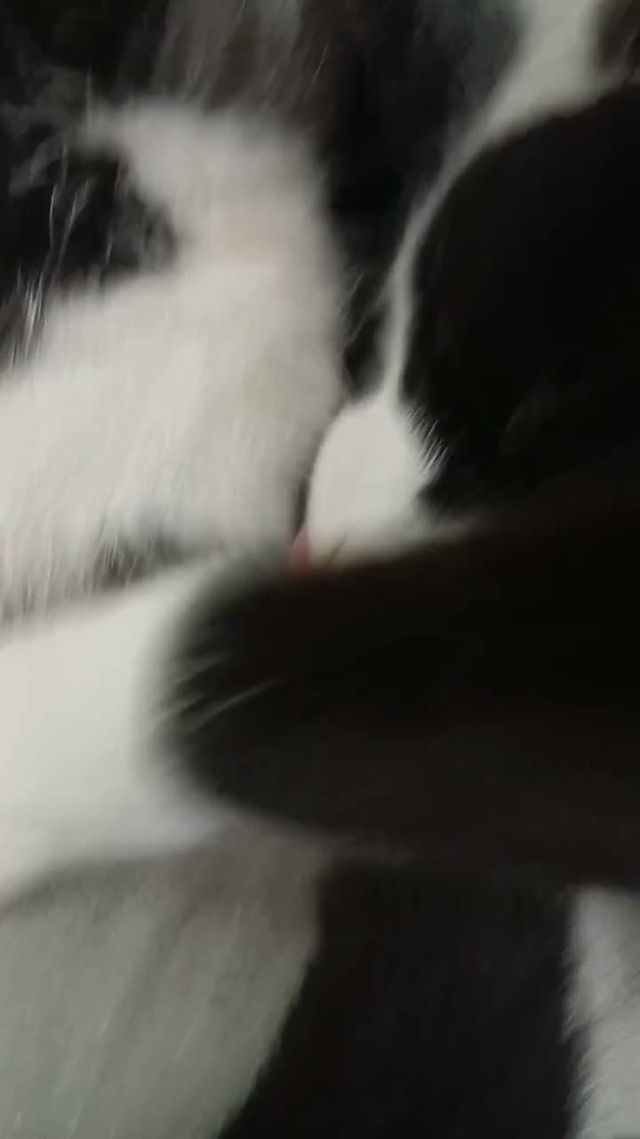Mixed Breed cats for sale: £20 2 black and white kittens need to go together. - Video 1