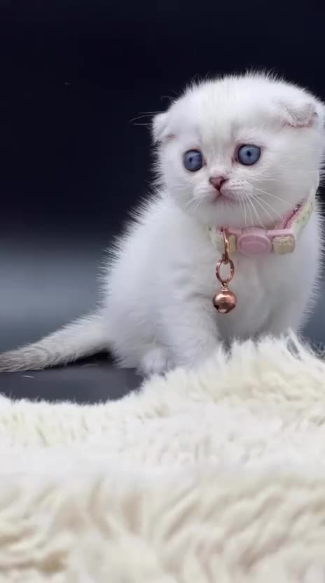 Scottish Fold cats for sale: Beautiful Blue-Eyes Scottish Girl Kittens - Video 2