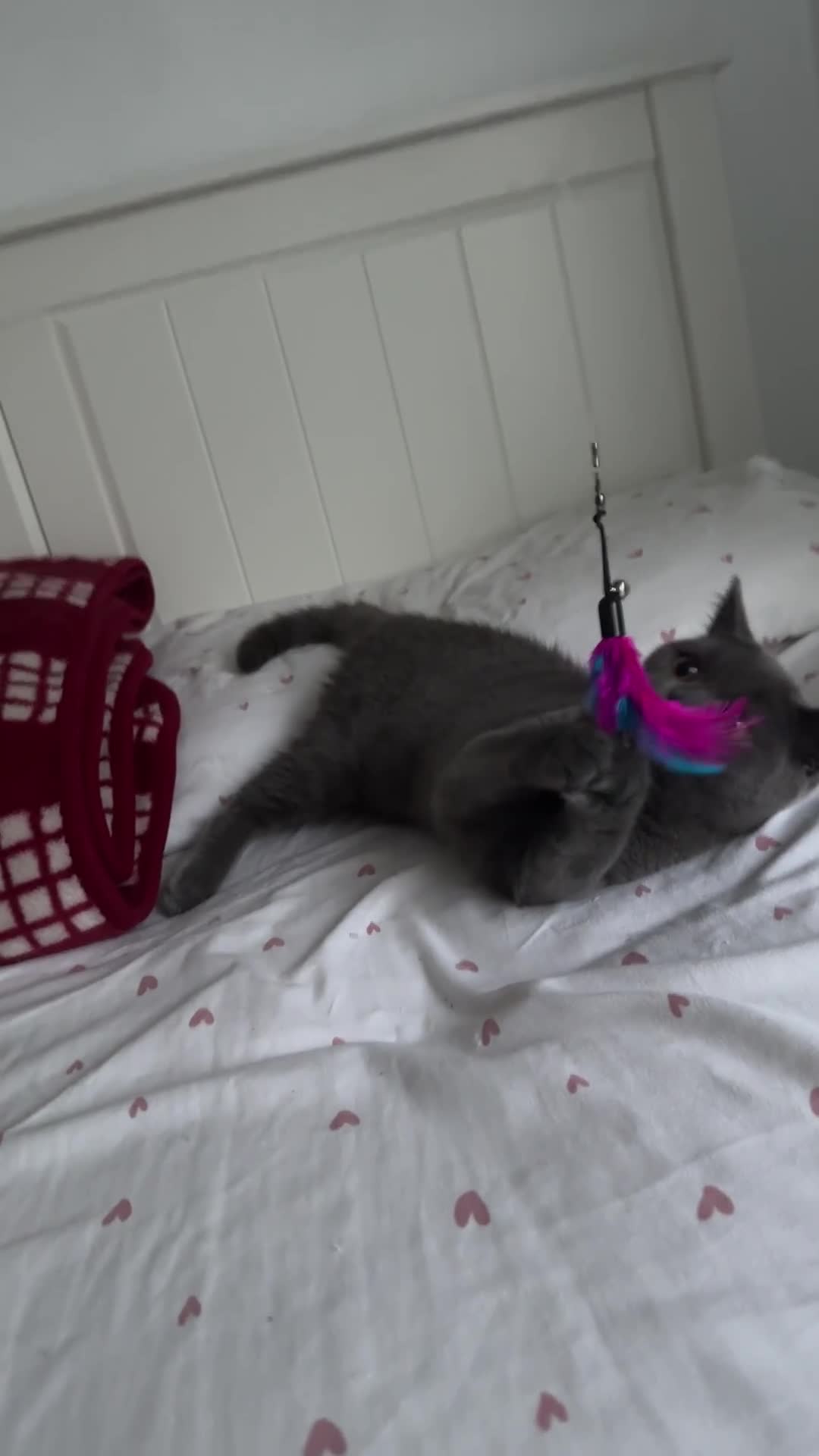 British Shorthair cats for sale: BRITISH SHORTHAIR FOR SALE  - Video 1