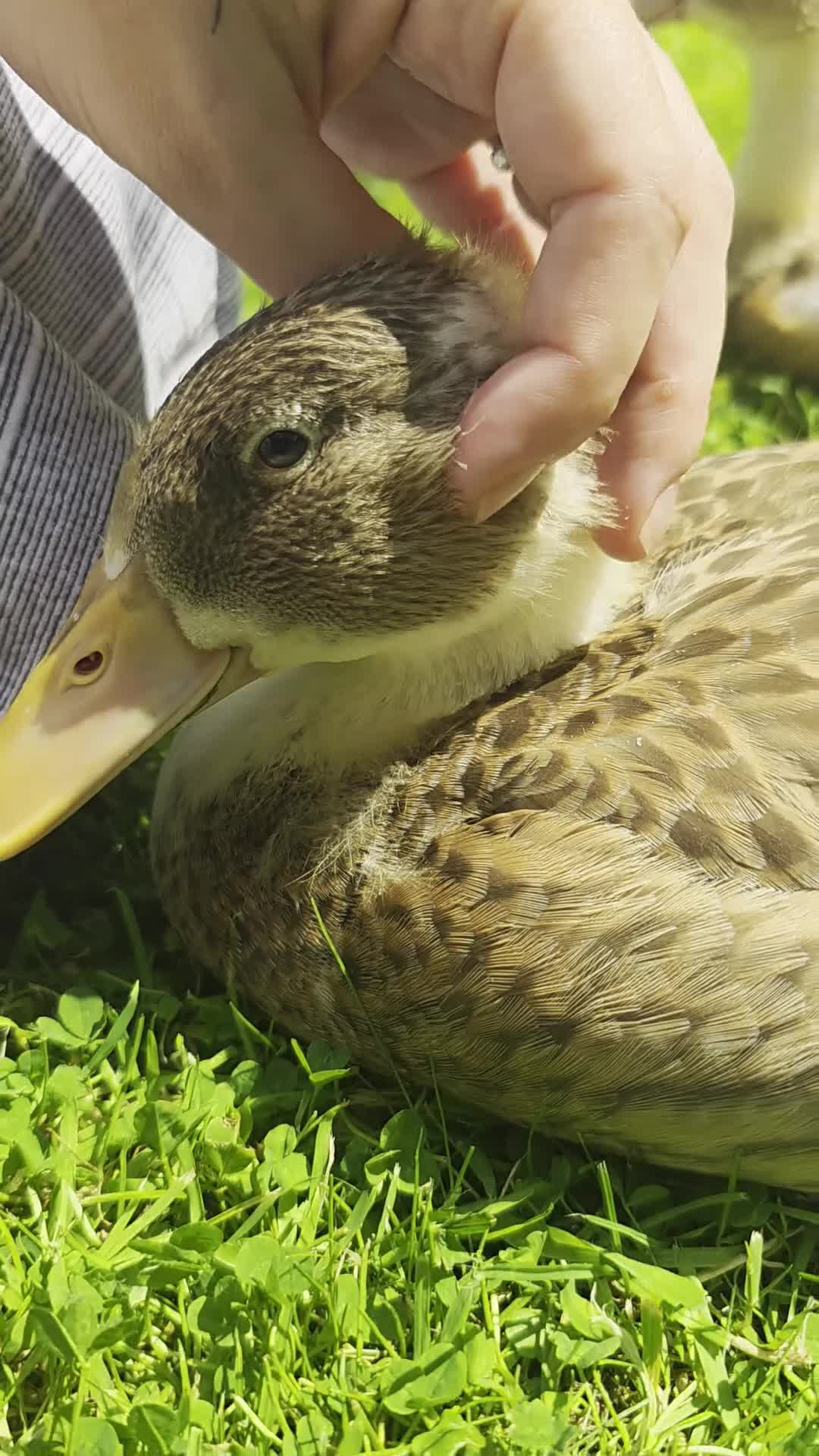 Ducks poultry for sale: Fertile Hatching Duck Eggs x 6 - Video 1