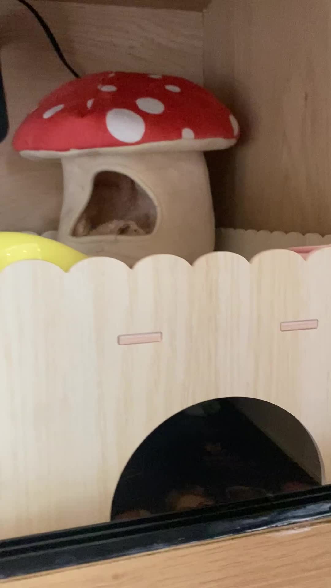 Pygmy Hedgehog rodents for sale: Twiglets looking for a new home  - Video 2