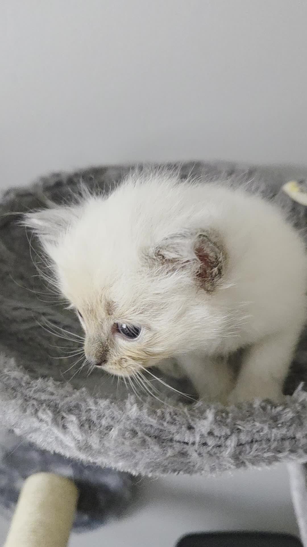 Ragdoll cats for sale: Purebred Ragdoll Kittens, Vaccinated  & Microchipp in Bradford - Video 4