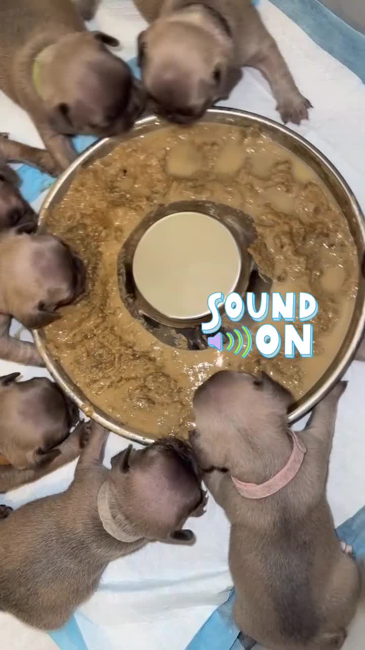 French Bulldog dogs for sale: 5 boys and 3 girls - DEPOSITS BEING TAKEN - Video 1