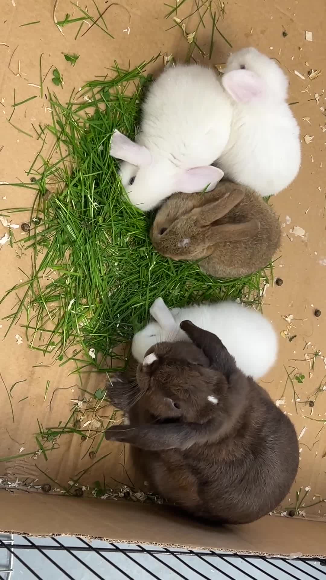 Dwarf Lop rabbits for sale: Baby bunnies looking for forever homes - Video 3