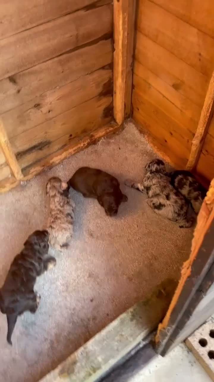 Cockapoo dogs for sale: Cockapoo puppies - Video 1