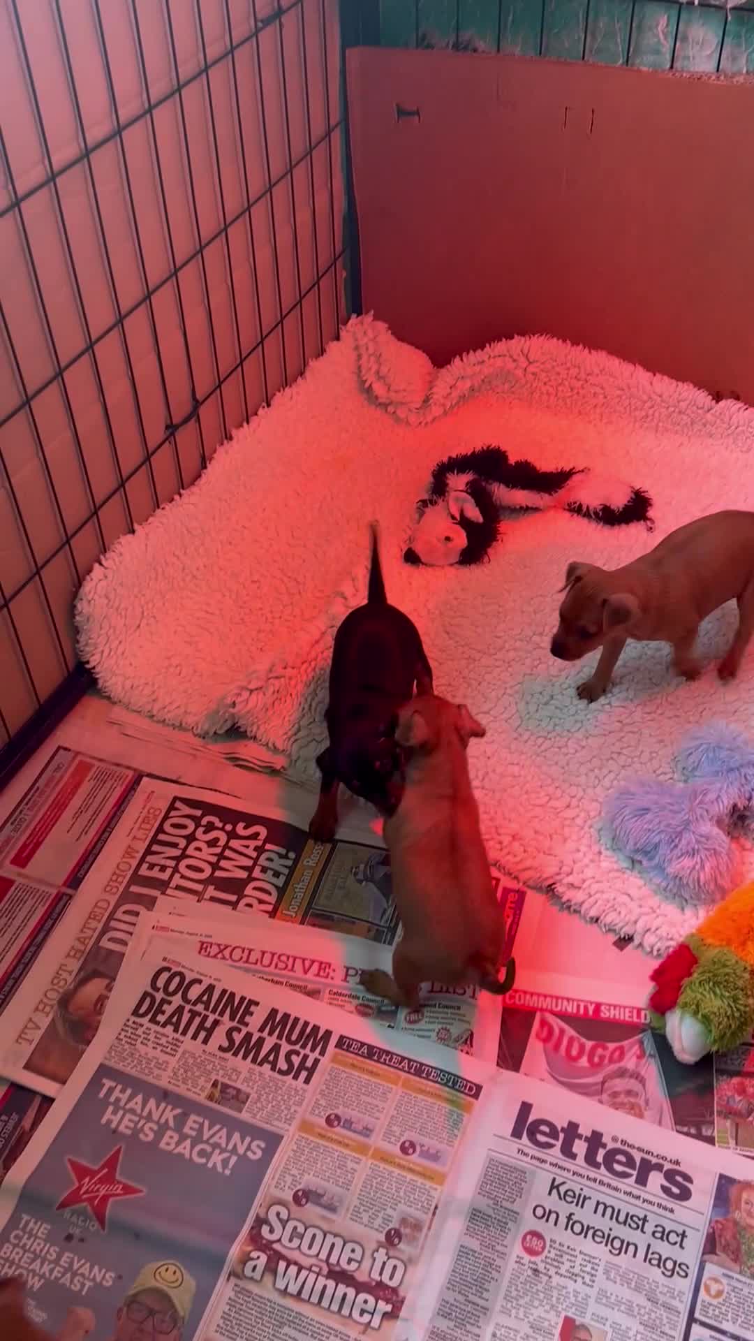 Miniature Pinscher dogs for sale: Stunning KC Miniature Pinscher puppies - Video 1