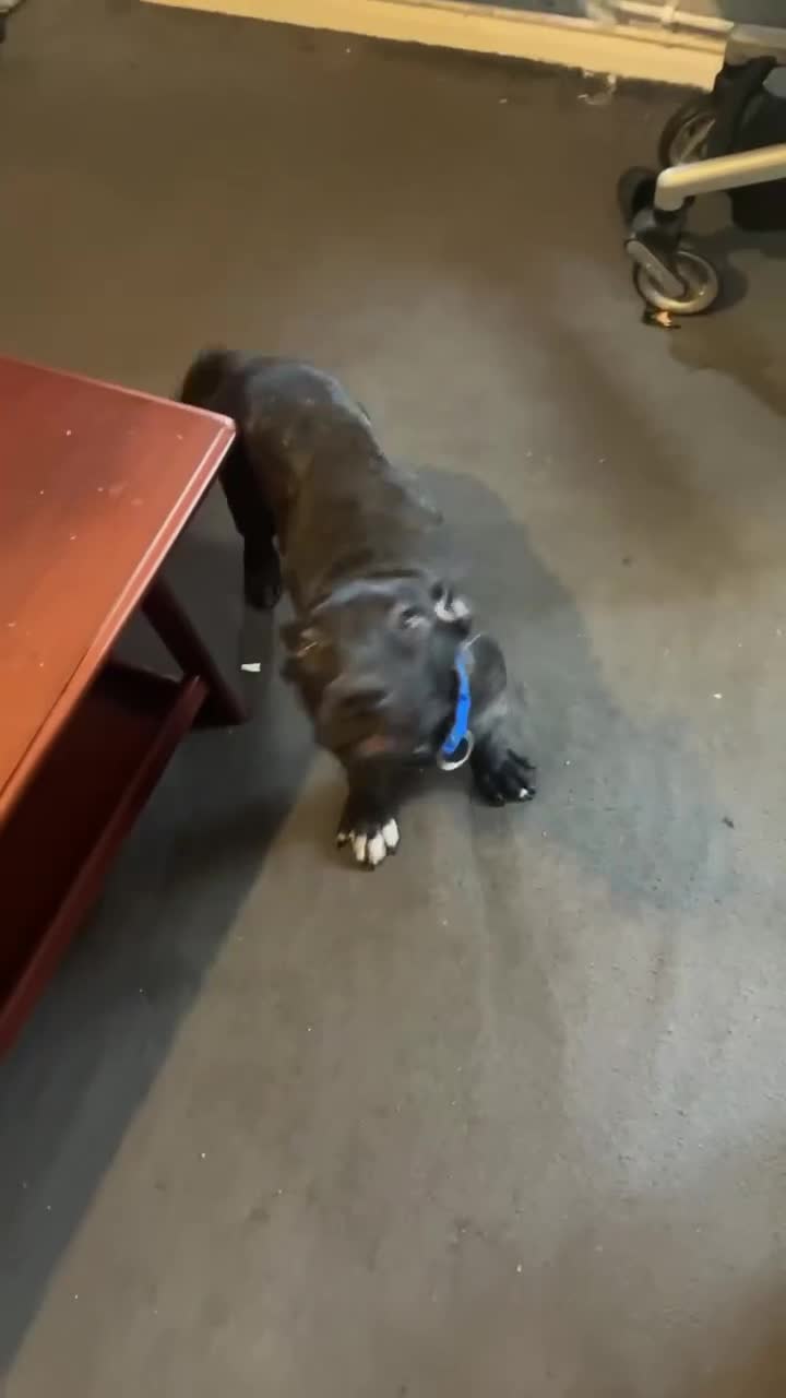 Mixed Breed dogs for sale: Male Canecorso/ presa  - Video 1