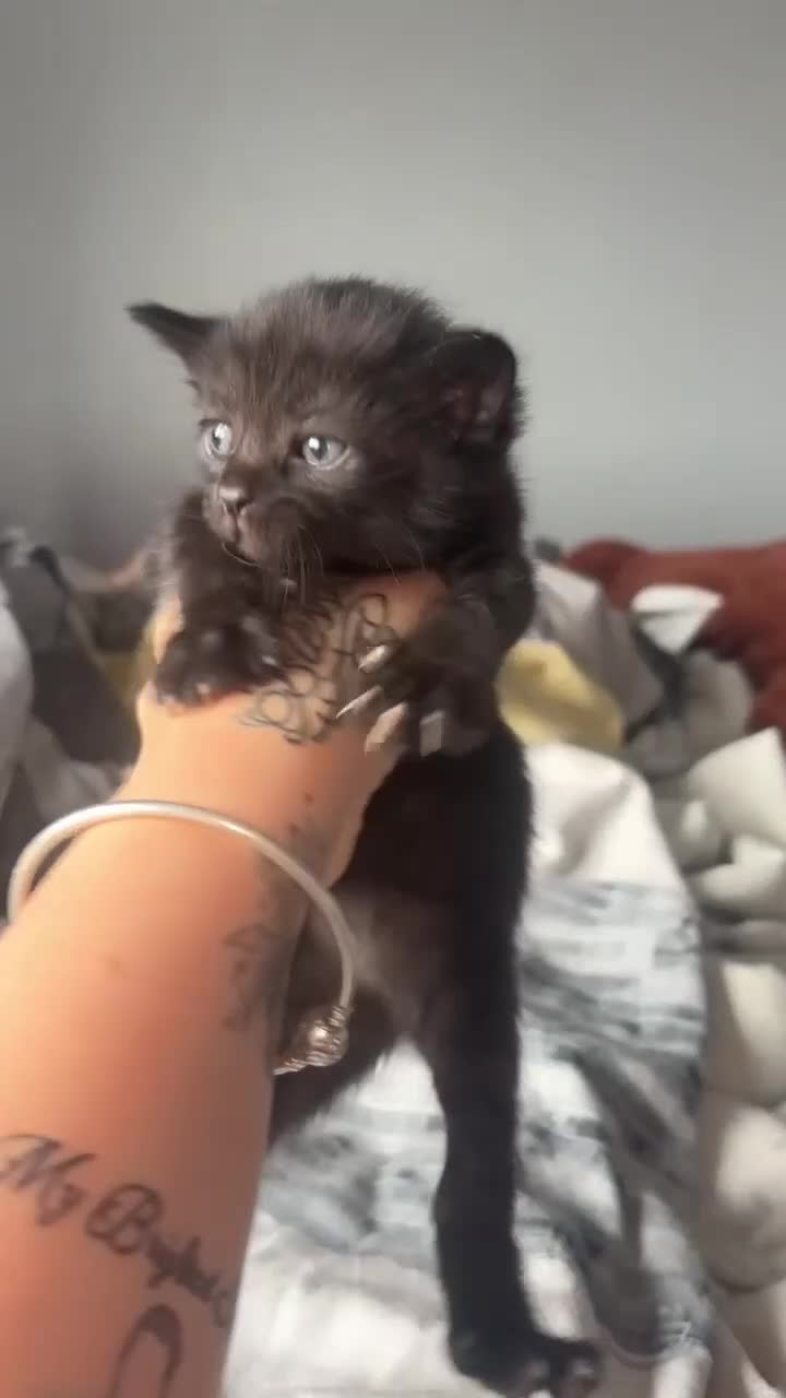 Mixed Breed cats for sale: 3 kittens - Video 2