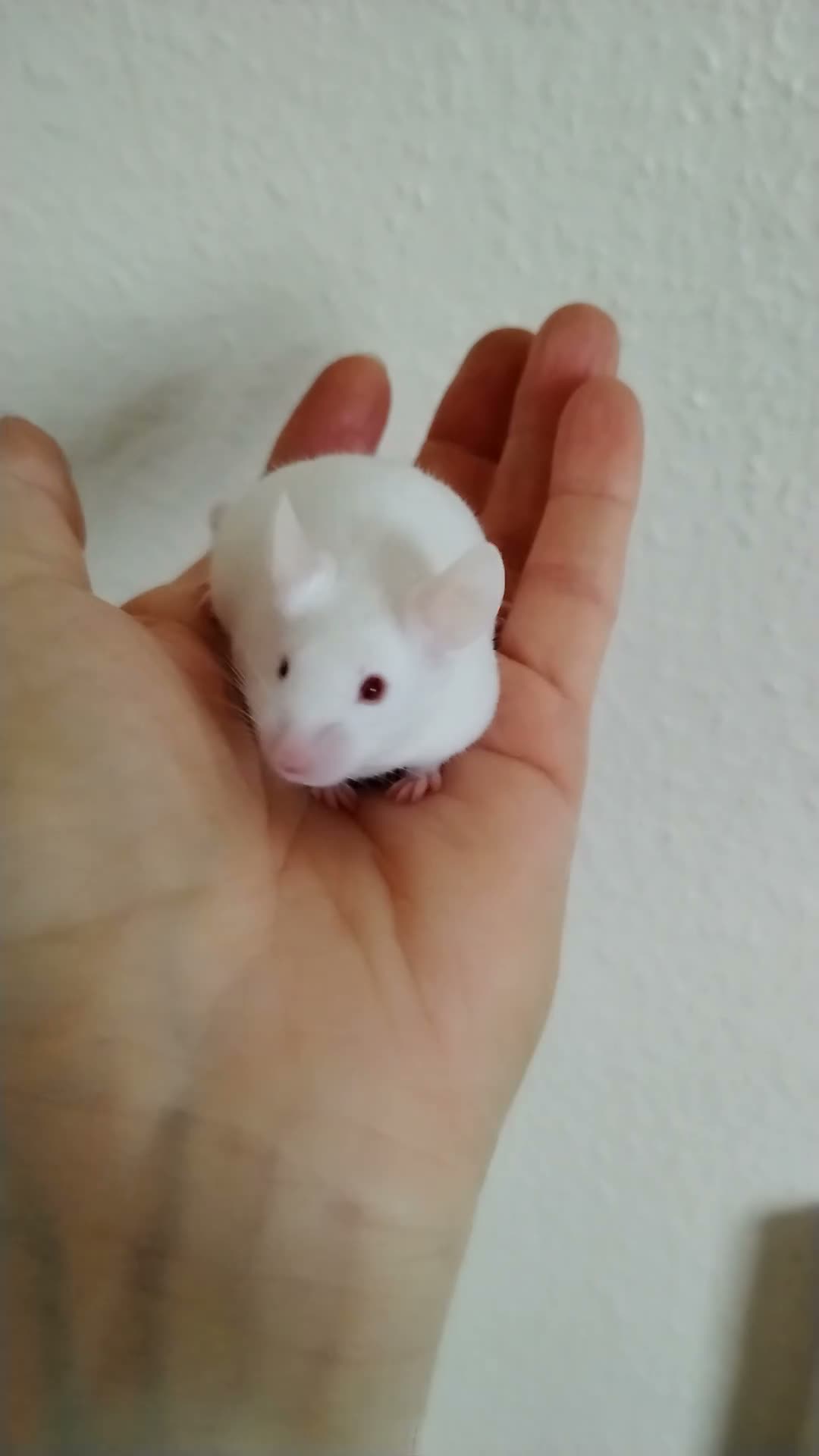 Mouse rodents for sale: Handsome baby boy mice  - Video 2