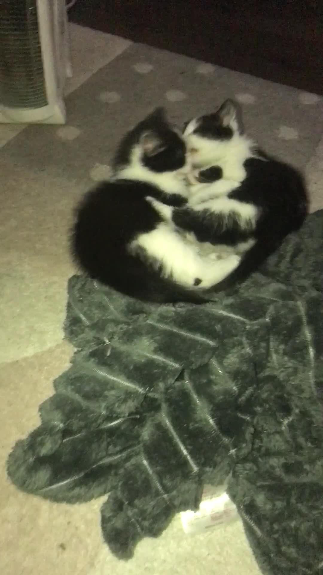 Mixed Breed cats for sale: 6 beautiful kittens for sale READY NOW - Video 2
