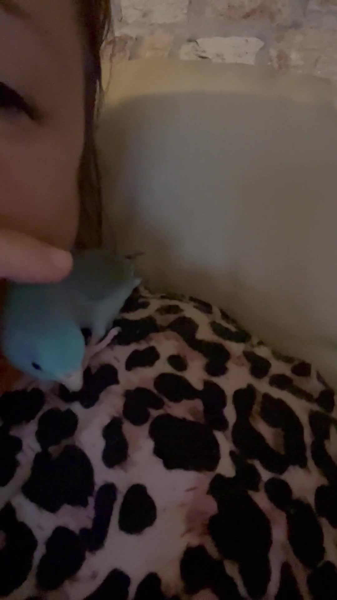 Parakeets birds for sale: Beautiful hand tamed baby specific parottlet  - Video 2