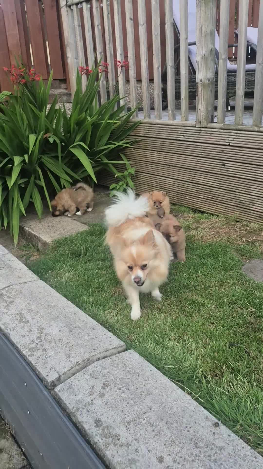 Pomeranian dogs for sale: Beautiful Pomeranian Puppy Available Now - Video 1