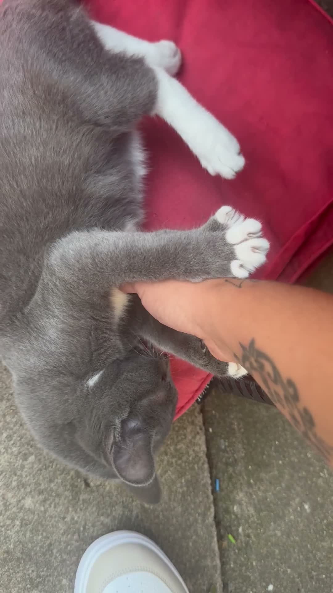 Mixed Breed cats for sale: Russian blue/ragdoll cross - Video 1