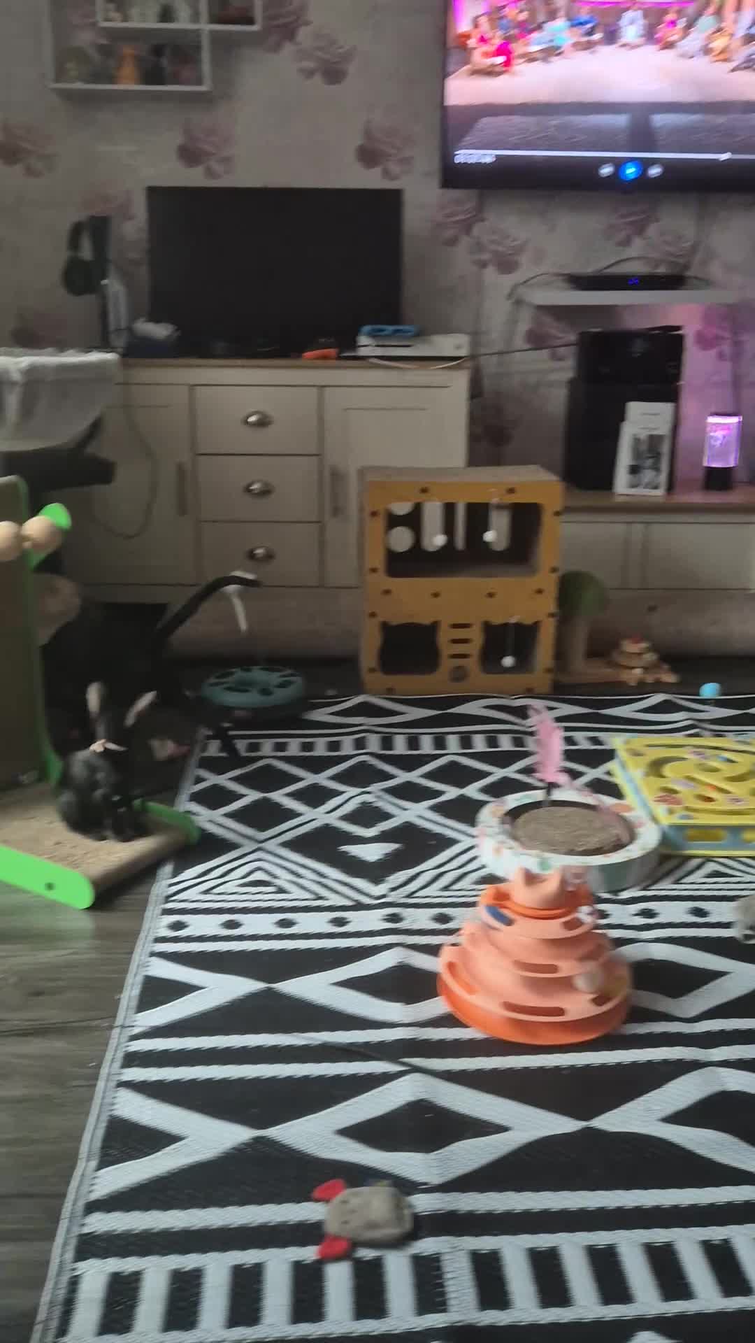 Oriental cats for sale: Three beautiful oriental kittens - Video 1