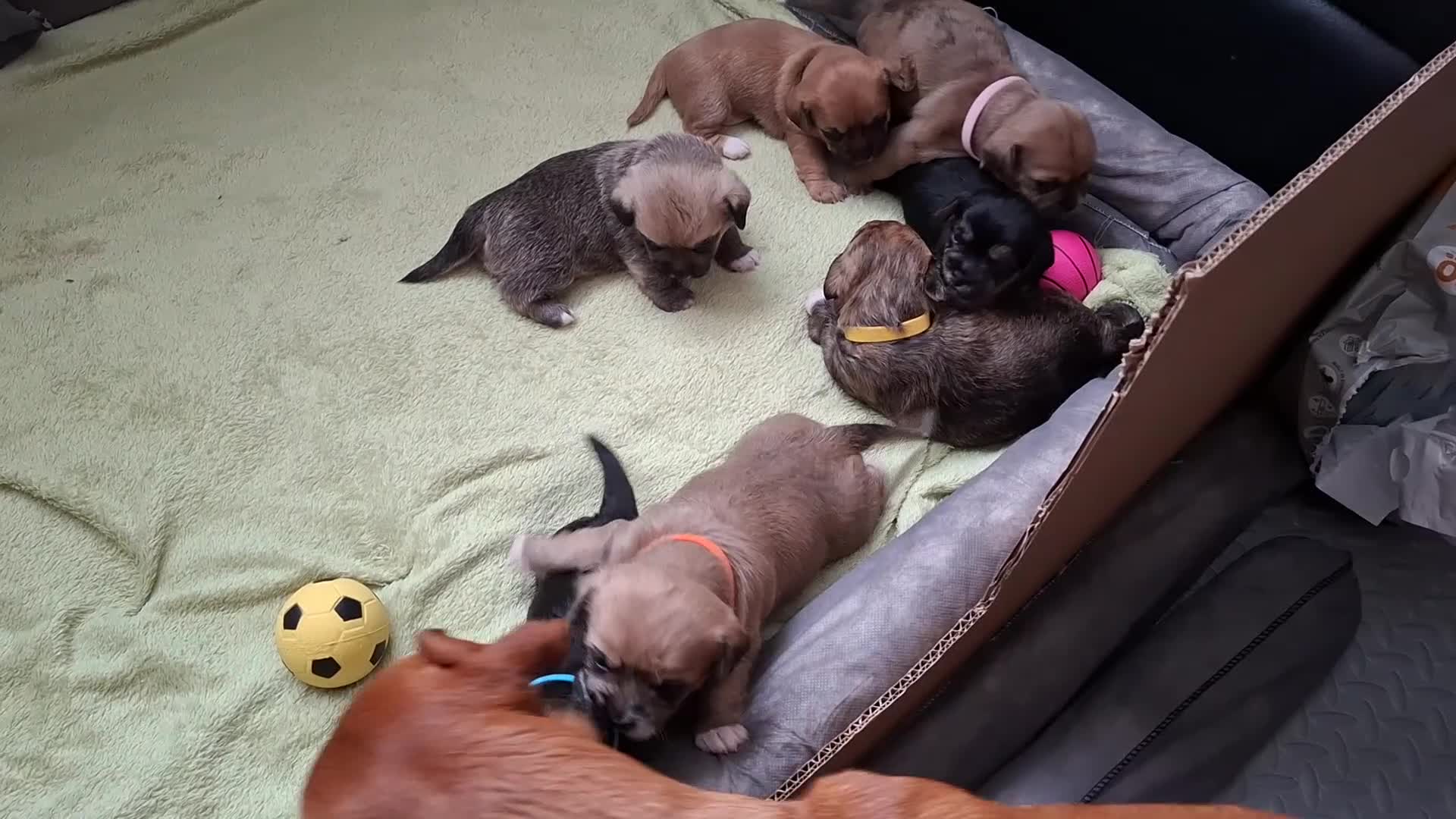 Mixed Breed dogs for sale: Gorgeous litter of 7 puppies  - Video 2