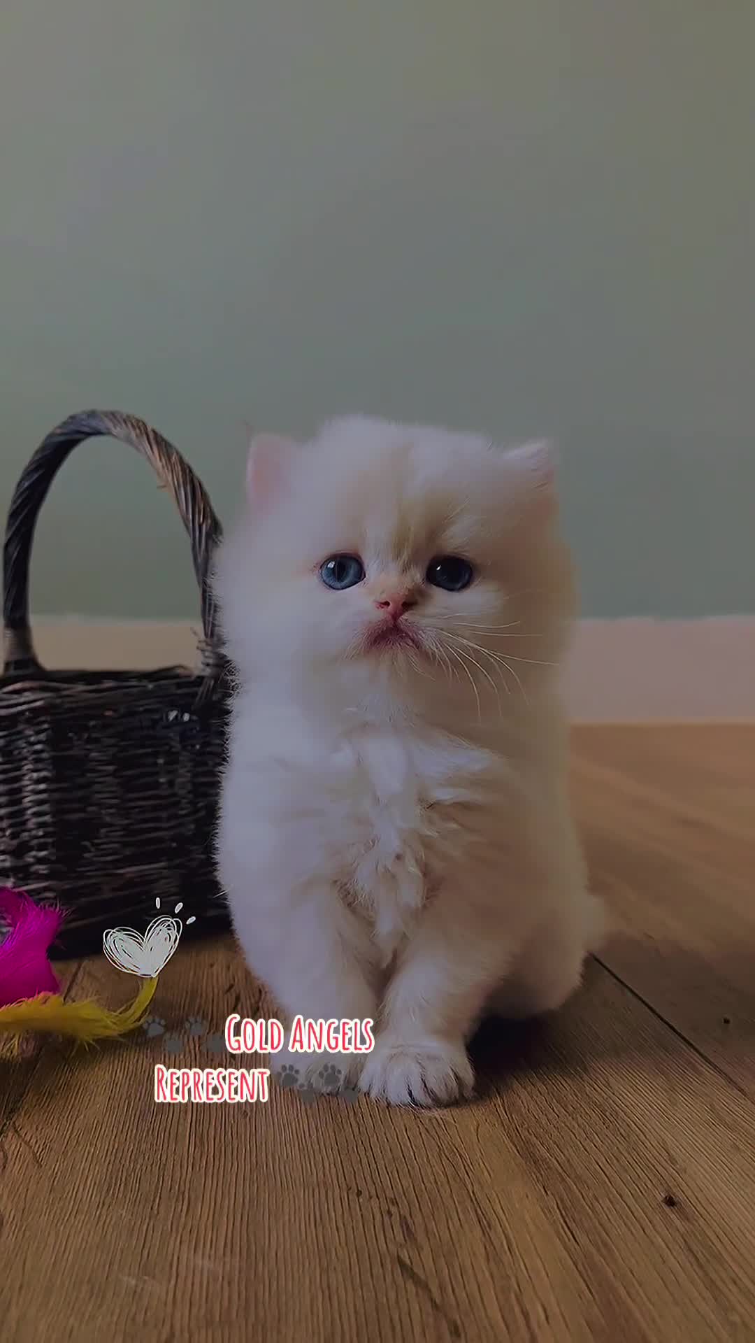 British Longhair cats for sale: 🐾🤩❤️Gold Angels - tiny stars 🐾❤️🐱 - Video 5