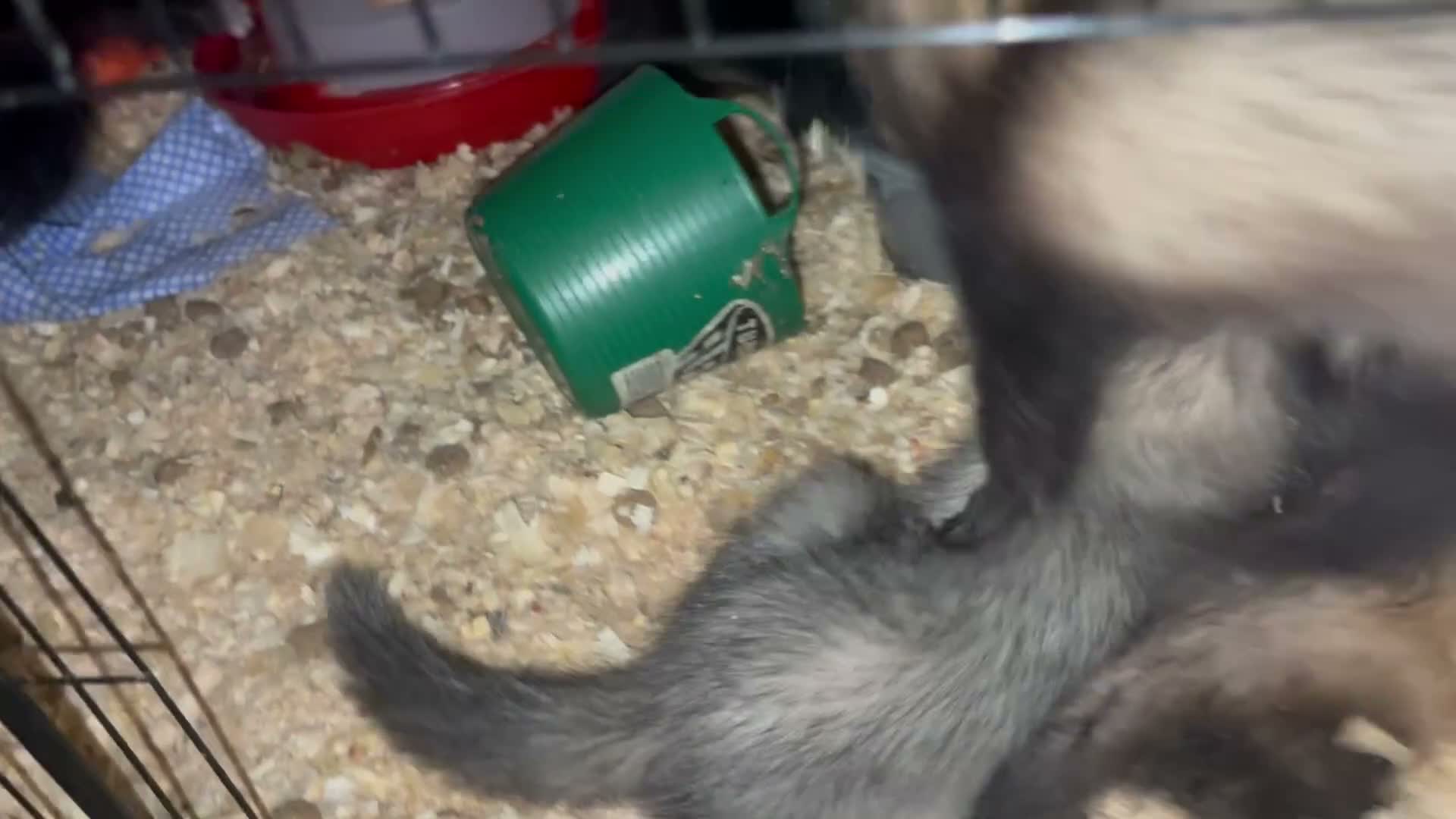 Mixed Breed rodents for sale: Ferret cross polecats for rehome - Video 4