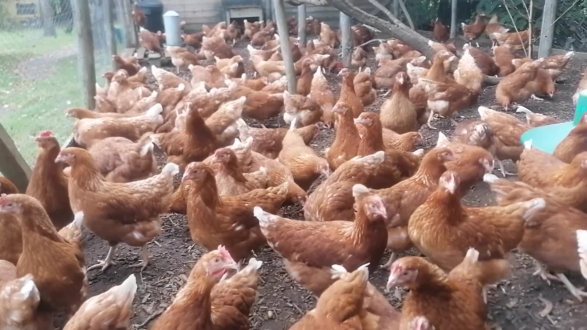 Chickens poultry for sale: Bovan Brown / Rangers - Video 1