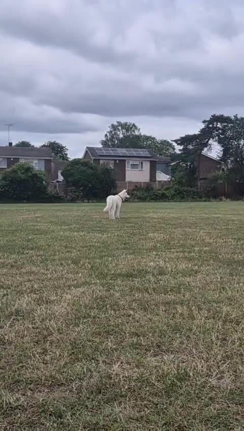Akita dogs for sale: Samoyed Akita  in Chelmsford - Video 2