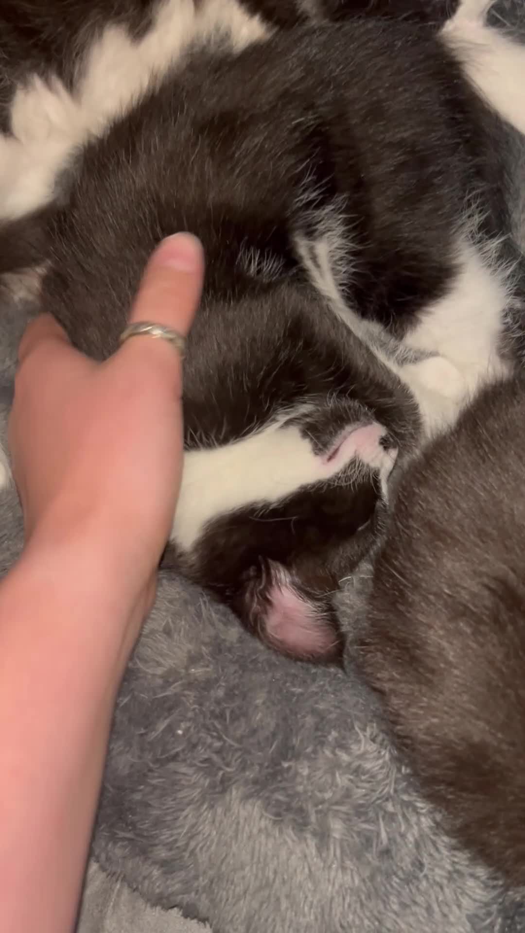 Mixed Breed cats for sale: Last boy available  - Video 1